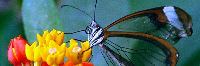 Butterflies are Cool