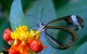 Butterflies are Cool