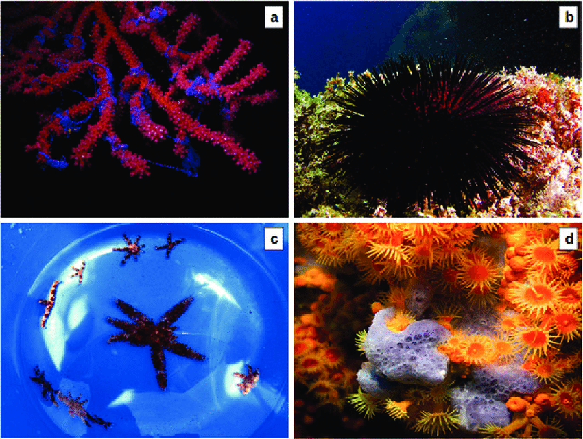 Reproductive Strategies in Plants and Animals