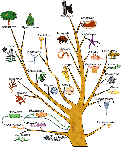 Classification in Biological Context
