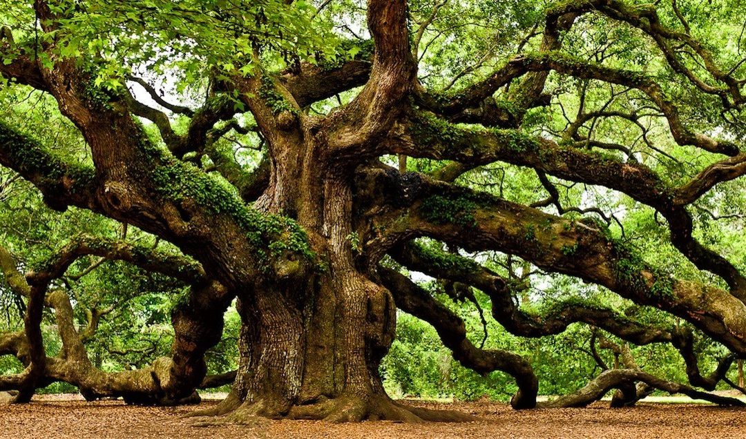 The Sacred Tree and The Medicine Wheel