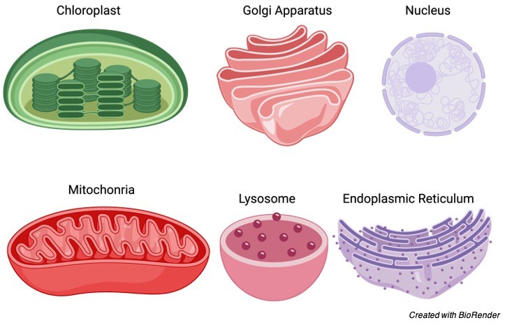 Cell’s Organelles and Their Jobs