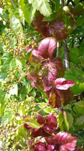 WP_20140811_11_03_18_Pro