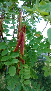 WP_20140811_11_05_55_Pro