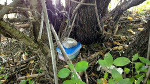 WP_20140811_11_08_21_Pro