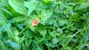 WP_20140811_11_30_02_Pro