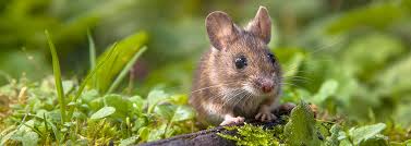 Food Webs and Energy Flow